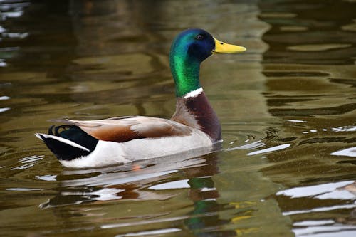 Free stock photo of beautiful, cute, ducks