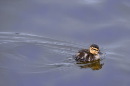 Free stock photo of beautiful, cute, duck