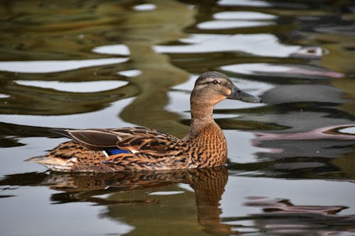 Free stock photo of beautiful, cute, duck