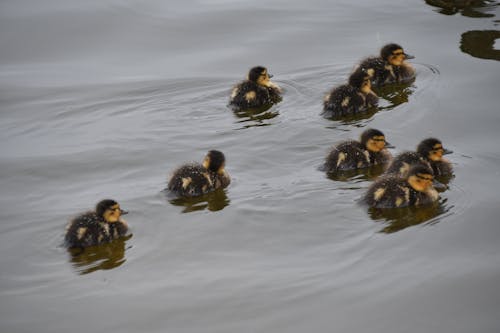 Free stock photo of beautiful, cute, duck