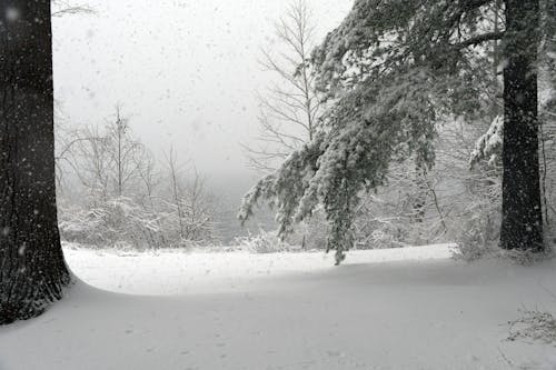 Photos gratuites de neige, réservoir de luch raven