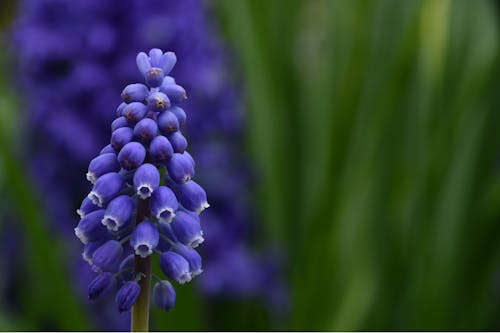 Free stock photo of blue, flower, sherwood garden