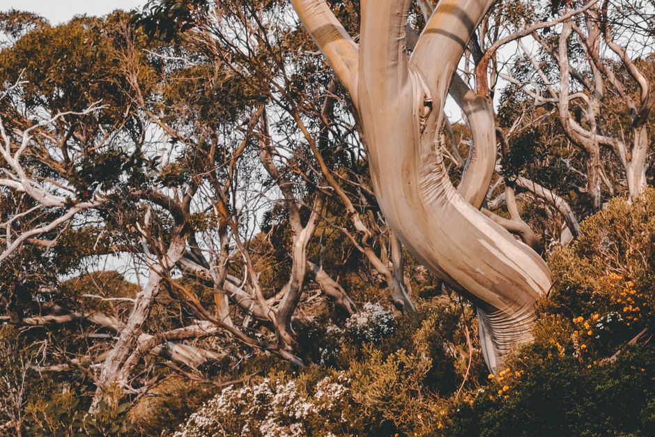 eucalyptus tree bark white peeling australian forest