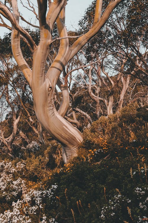 Brown Trees on the Mountain