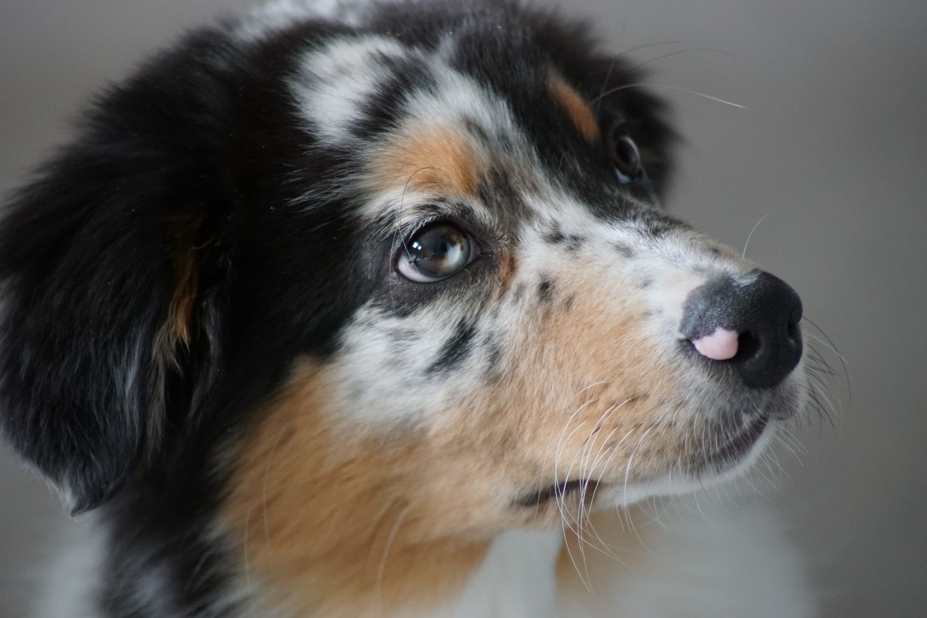 Veterinarian examining a dog during a checkup