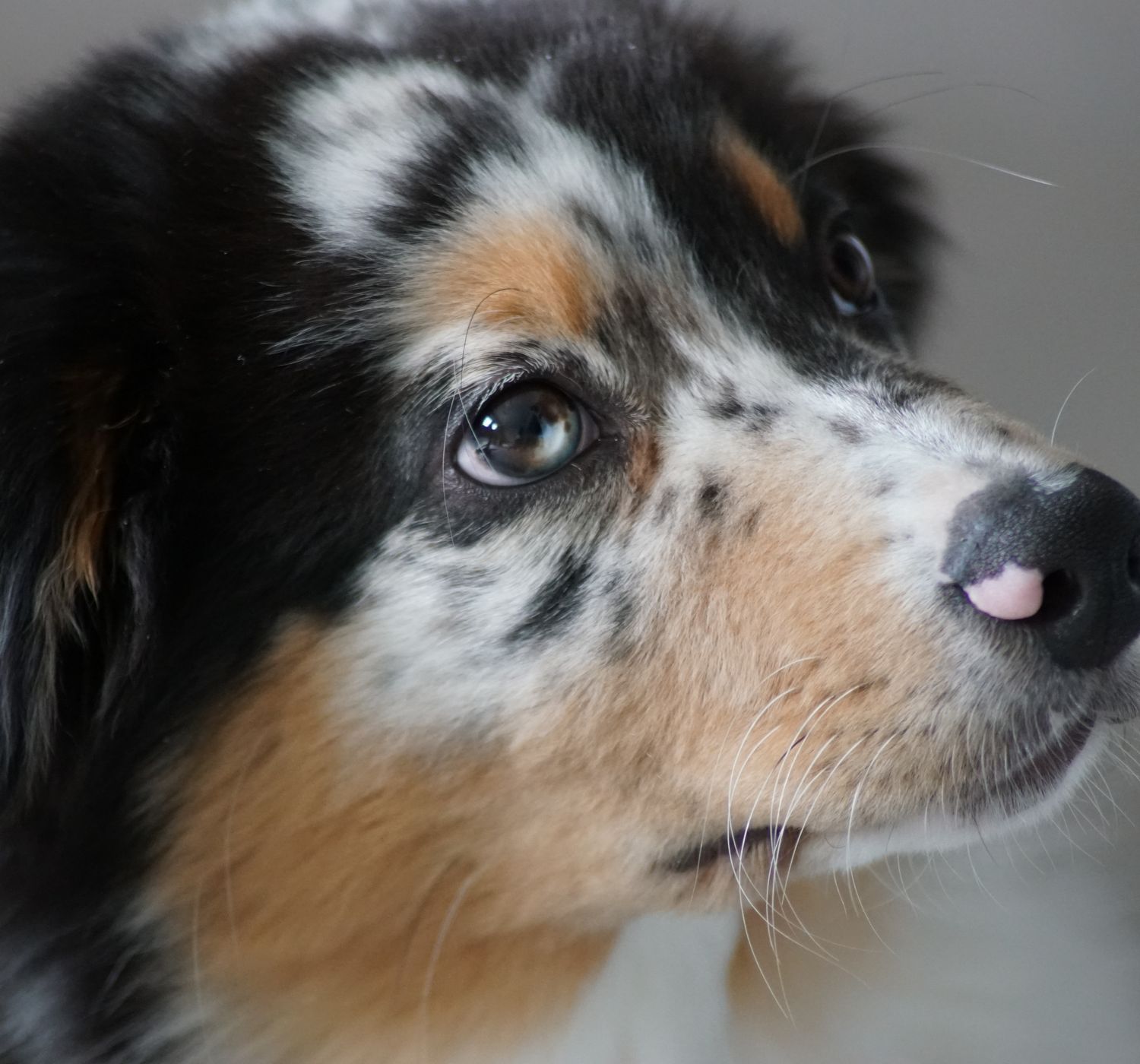 Cute Australian Shepherd puppy with multicolored fur. Perfect for pet lovers.
