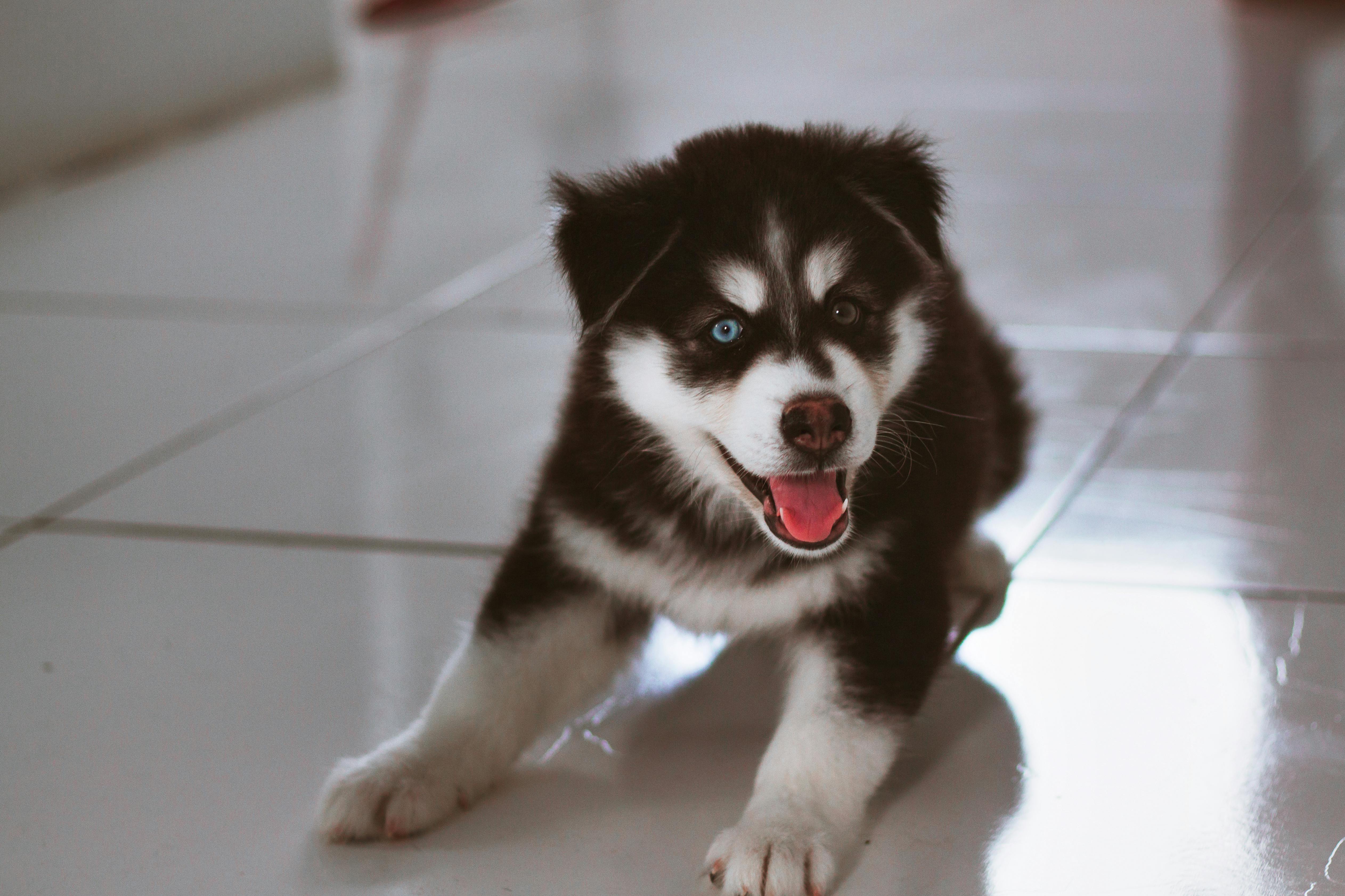 Chiot Husky en apprentissage