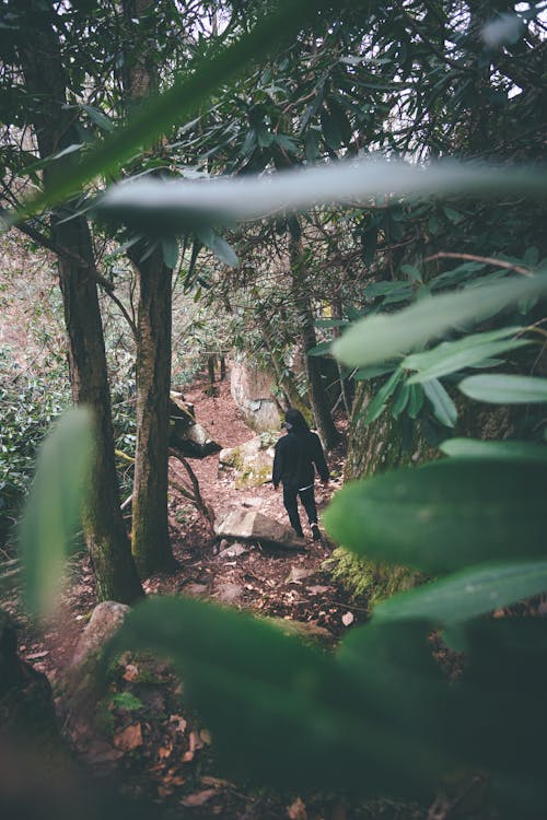 A Person Walking in the Forest