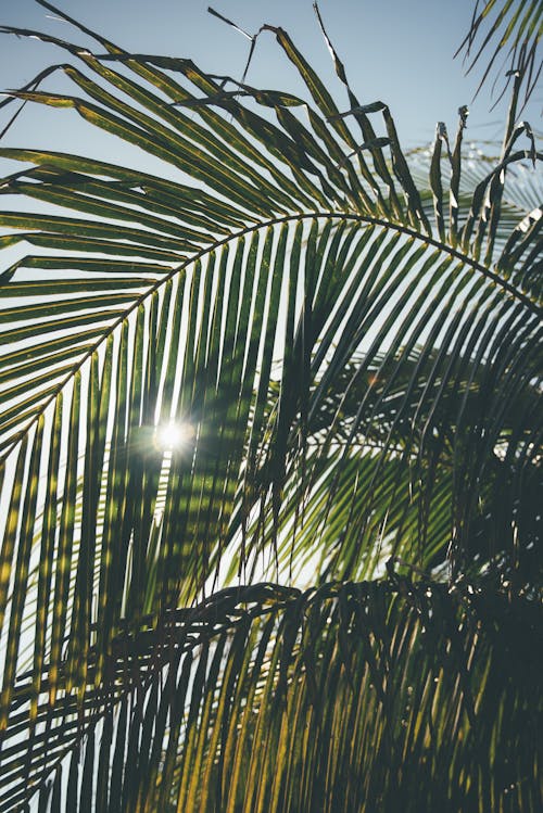 Безкоштовне стокове фото на тему «вертикальні постріл, листя, пальма»