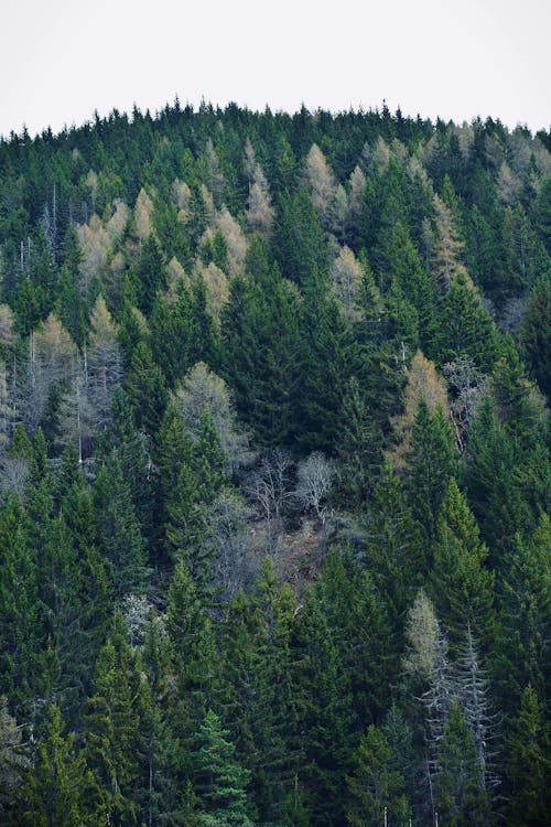 Foto d'estoc gratuïta de arbres verds, Eslovàquia, fotografia de natura