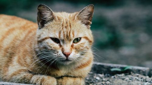 Free Cute attentive brown cat with thin whiskers looking away while lying on dry terrain Stock Photo