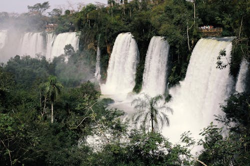Free stock photo of argentina, iguazu falls, tropical plants Stock Photo