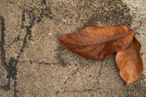 Free stock photo of dead leaf, earth, leaf Stock Photo