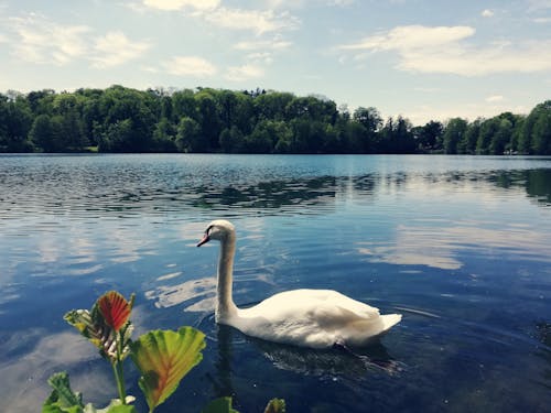 Free stock photo of germany, lake, nature