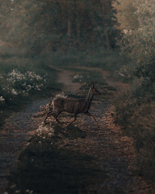 Wild doe running and crossing path near dark forest in summer evening in countryside