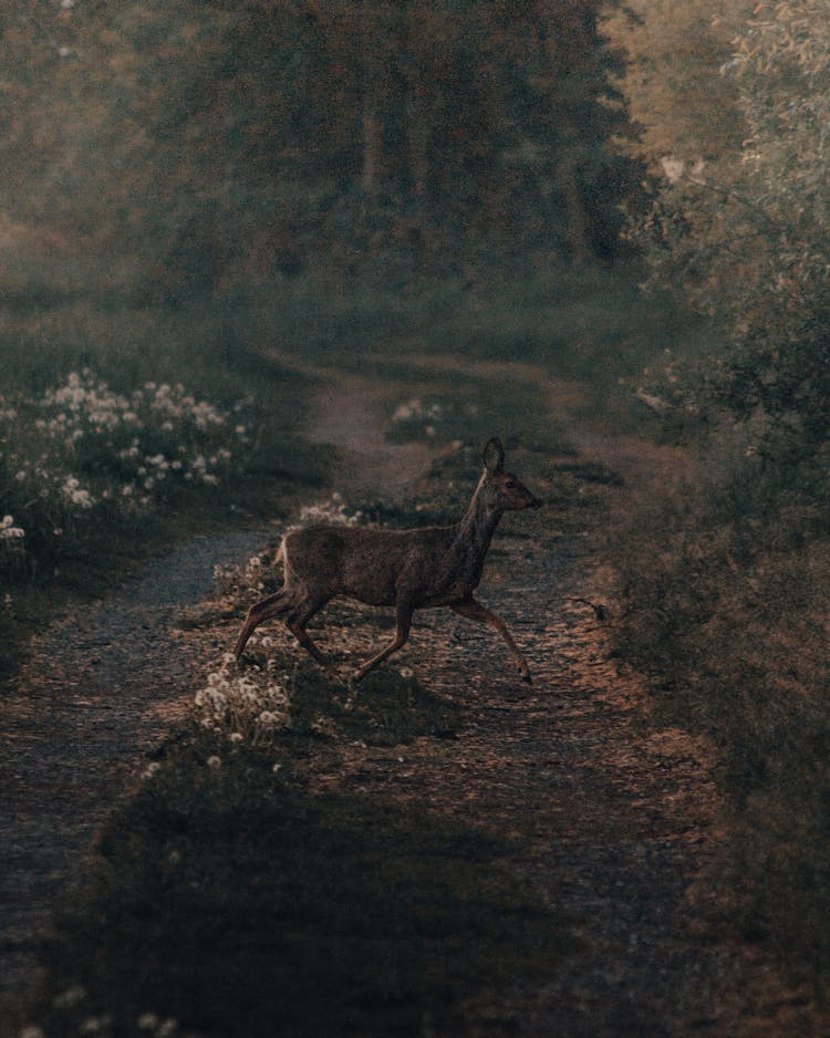 Doe Crossing Path Near Dark Forest