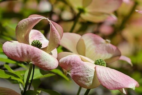 Free stock photo of beautiful flower, beautiful flowers, beauty