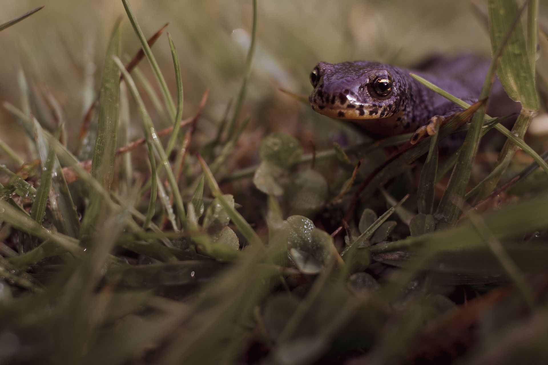 Free stock photo of amphibian, reptile, salamander