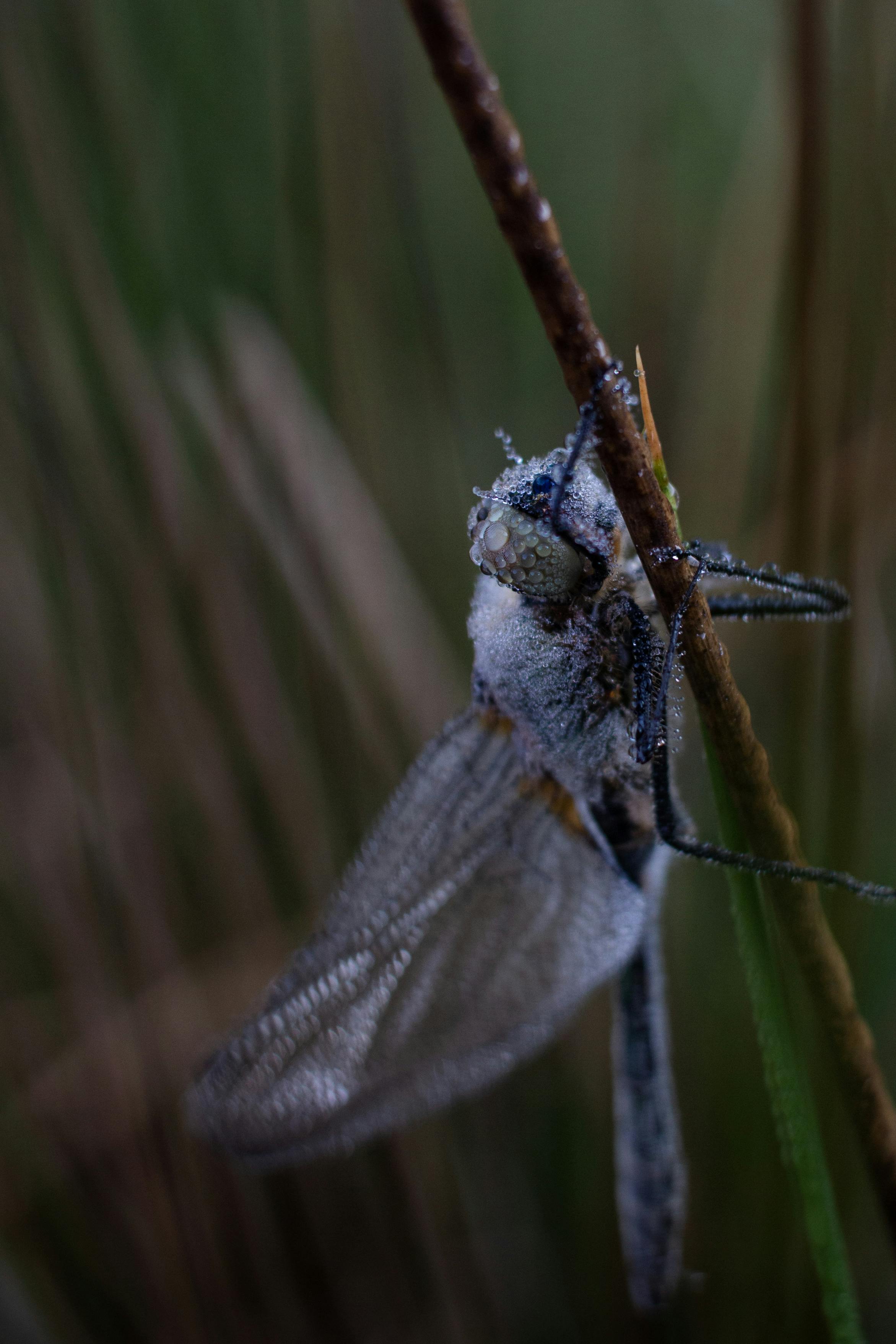 Dean Koontz - Soft Come The Dragons (V2.0)