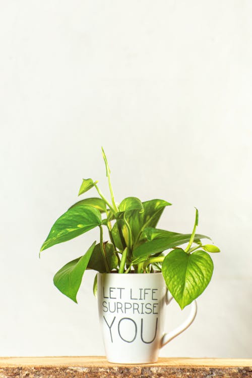 Free A Plant in a Mug Stock Photo