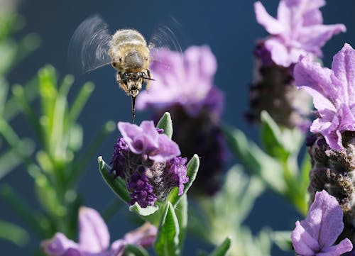 Kostnadsfria Kostnadsfri bild av bi, djur, flora Stock foto