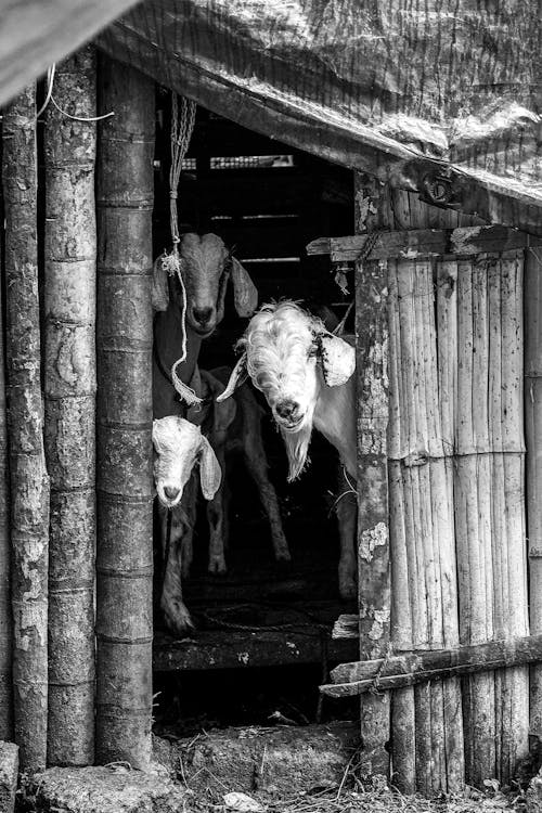 Black and white domestic goats standing in shabby wooden barn in rural village