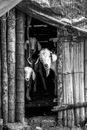 Black and white domestic goats standing in shabby wooden barn in rural village