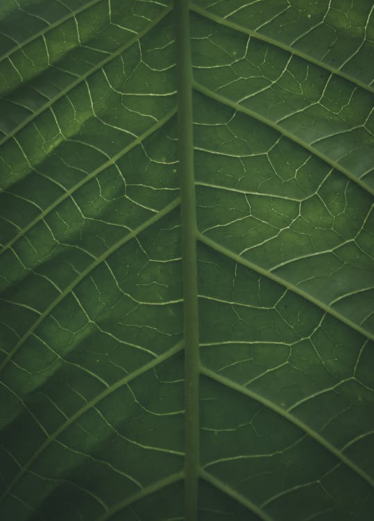 Green fresh leaf of tropical plant