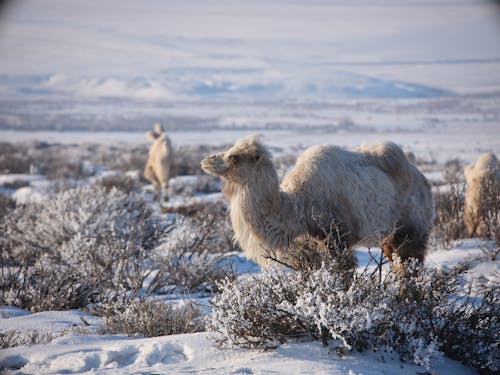 Group of camels in snowy terrain