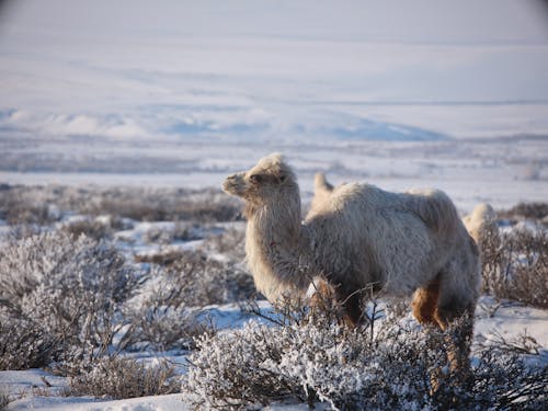 Wonderful view of winter highland with bushes covered with snow and cute white camel on valley in daytime