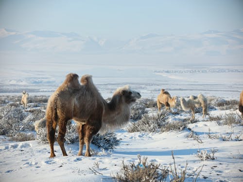 Camels on snowy terrain near mountains