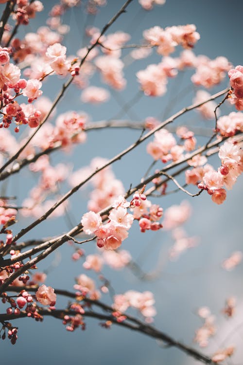 From below of thin branches of tree with white and pink flowers growing against blue sky