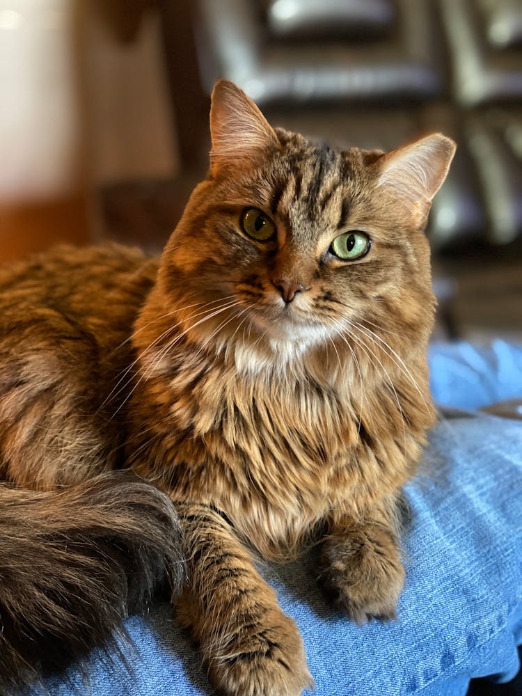 Cute Domestic Cat Sitting On Person