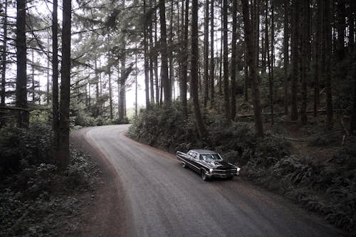 A Black Car on a Road in a Forest