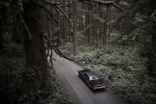 A Black Car on a Road in a Forest