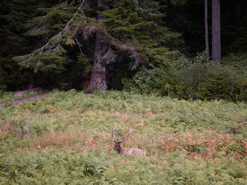 Brown Deer on Green Grass Field