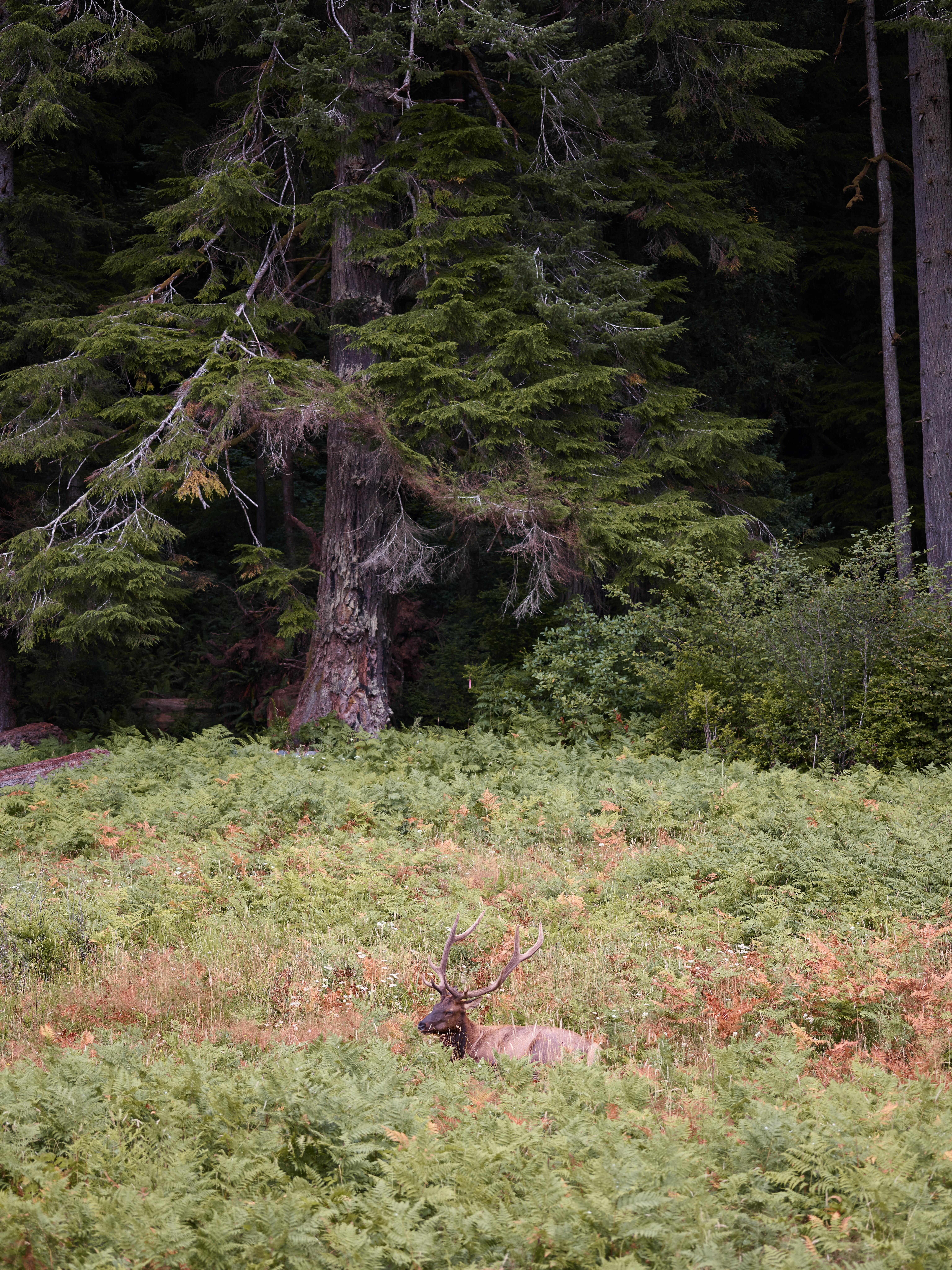 grátis Foto profissional grátis de abeto, adobe photoshop cc, amigo do ambiente Foto profissional