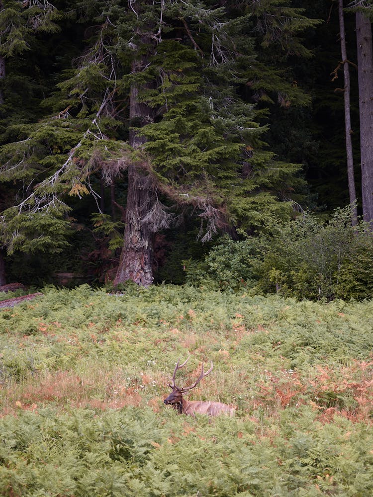 Mimicry Of Deer In Wild Nature