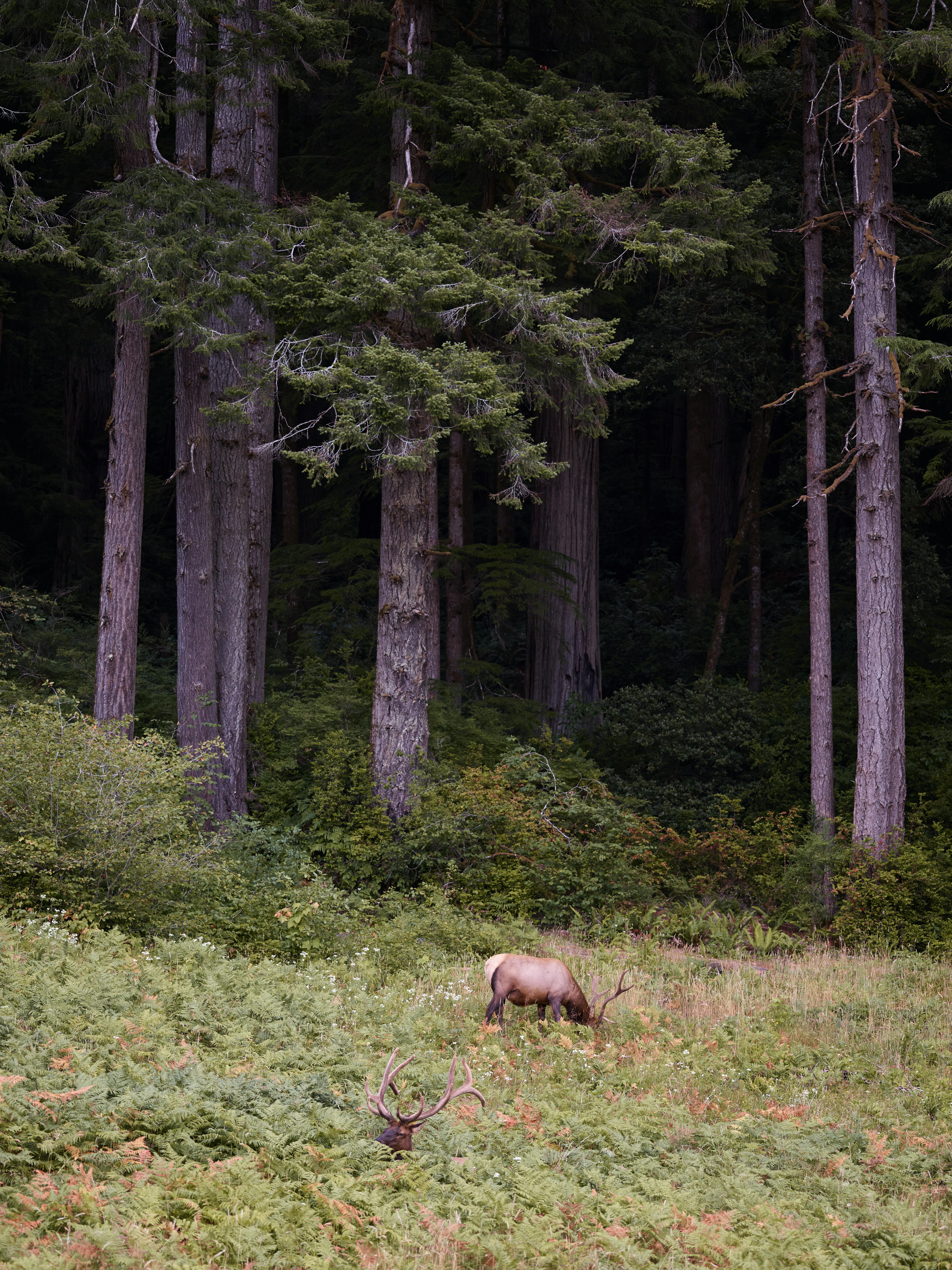 grátis Foto profissional grátis de ambiente natural, animais selvagens, animal Foto profissional
