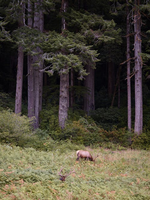 Wild deer grazing in pine forest