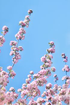 犹他州粉红色的樱花在明亮的蓝色春天下绽放，景象美丽