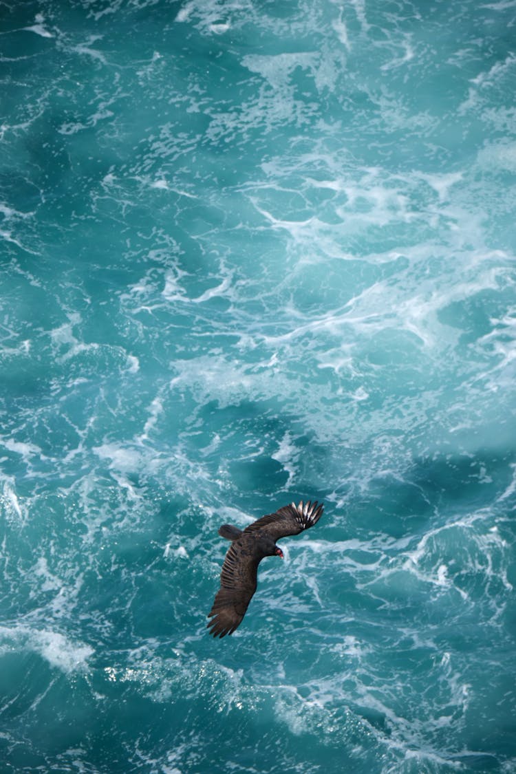 A Bird Flying Above The Sea