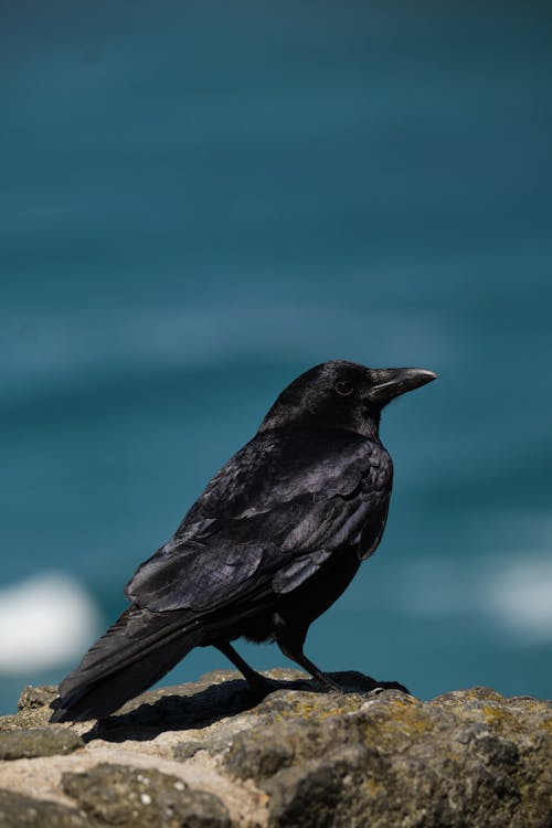 Black Crow on White Snow