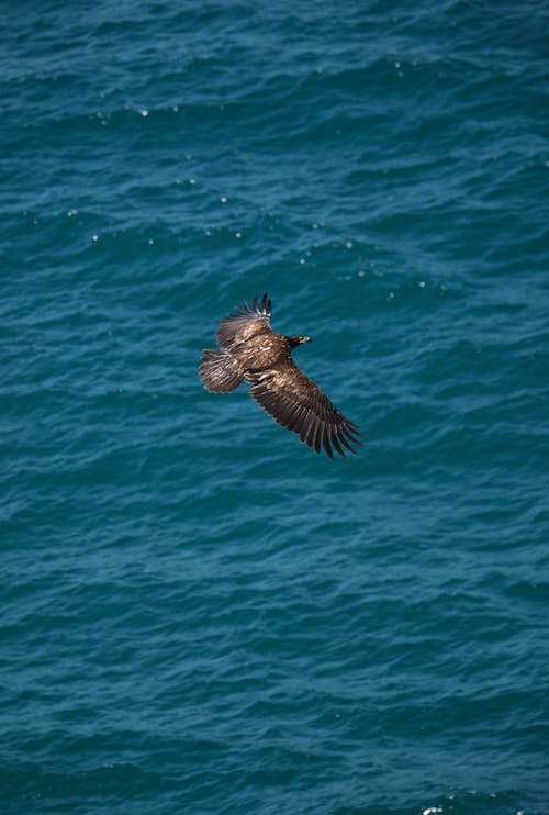 A Bird Flying Above the Sea