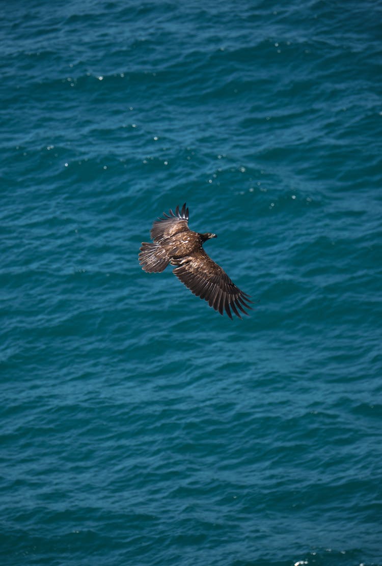 A Bird Flying Above The Sea