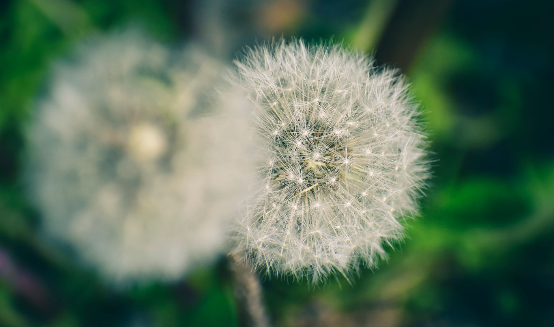 Selective focus of white dandelion bud growing against blurred background of green grass