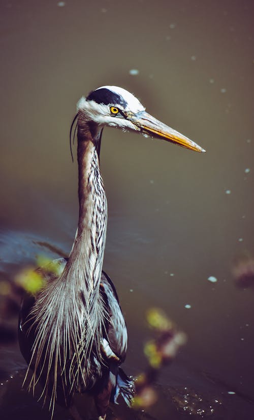 High angle of wild heron with gray plumage standing in marsh in wildlife