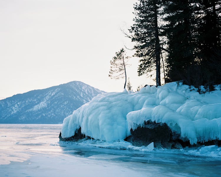 Forest On Snowy Shore Of Frozen River