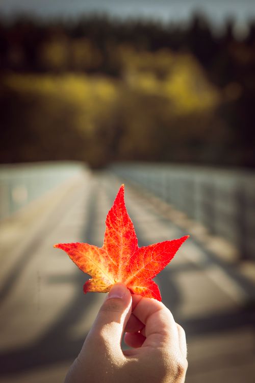Free Close-up shot of a hand holding a vibrant red maple leaf during autumn, with a blurred scenic background. Stock Photo