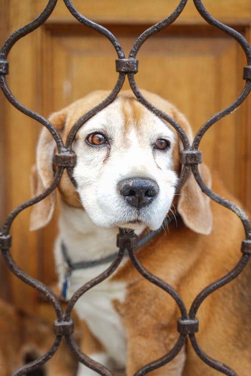 Free Photo of a Brown and White Dog Fitting It's Face in a Metal Fence Stock Photo